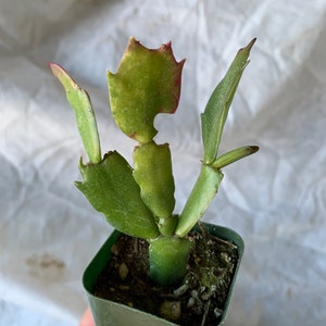 2 Rooted Christmas Cactus 2 image 3