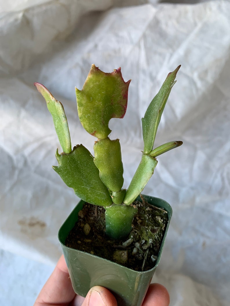 2 Rooted Christmas Cactus 2 image 3