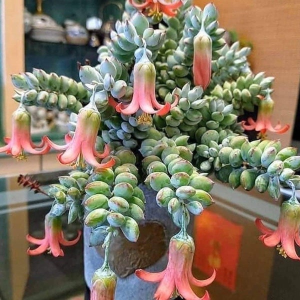 Gran Cotyledon Pendens Cliff Hanger Rare 5" ver 2a- 7a foto de lo que recibirás