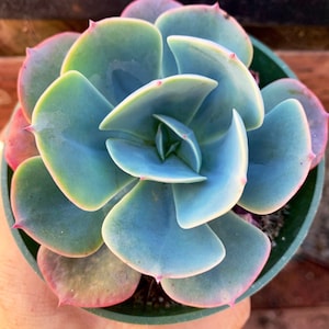4&quot; Blue Sky Echeveria Succulent Plant 4&quot; pot