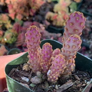 2" Mini Cinnamon Cactus Opuntia Rufiada Minima Rare Succulent Live Plant Cactus Indoor \ Outdoor Cactus Plant Succulents Rooted 2" pot