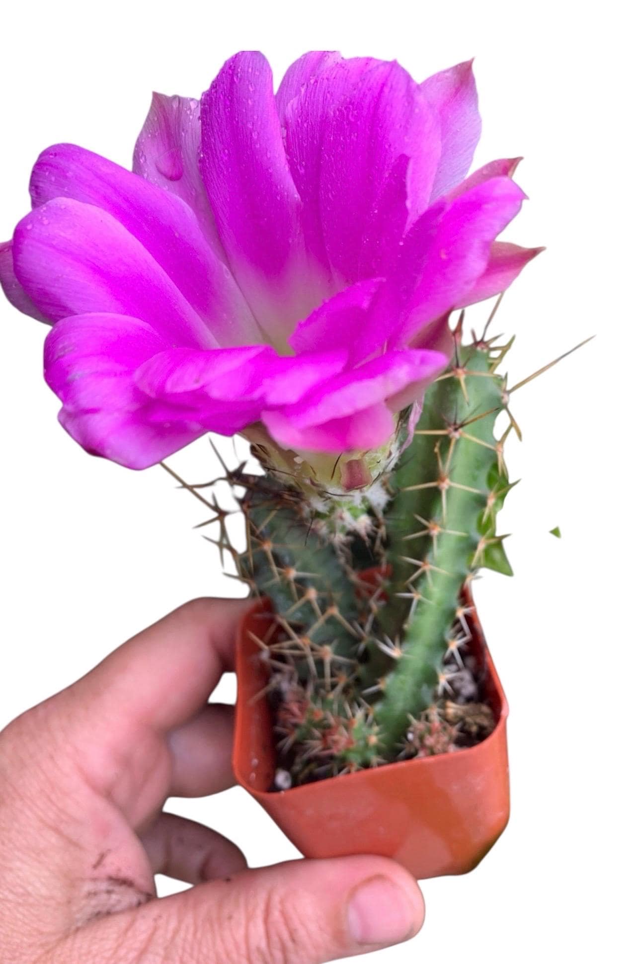 Echinocereus Pentalophus Cactus, Tucson Pink Flower Desert Plant, Cactus  Lady Finger Rooted Live Plant - Etsy