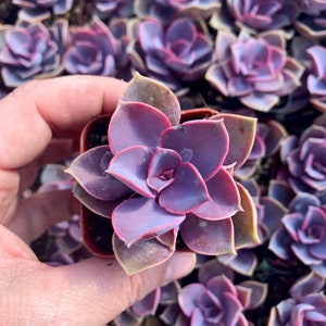 Buy 3 get 1 free, 2&quot; Echeveria Perle Von Nurnberg - purple pearl 2 inch pot Live plant -outdoor purple succulent xeriscape
