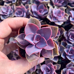 2" Echeveria Perle Von Nurnberg - purple pearl 2 inch pot Live plant -outdoor purple succulent xeriscape