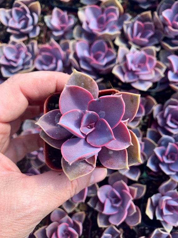 echeveria classic french trnusers サイズ2 Buy 3 Get 1 Free, 2