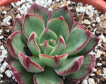 4" Echeveria Joan Daniels 4” succulent