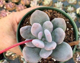 4" Chubby - Pachyphytum Oviferum - Moon Stones - Sugar Almond Succulent Plant 4”