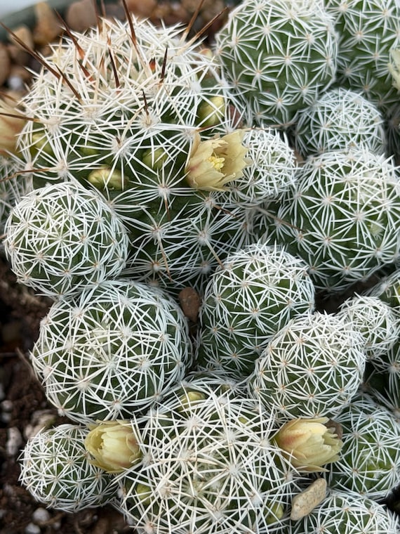Mammillaria gracilis fragilis 'Thimble cactus' | Rooted in Paradise Succulent Studio