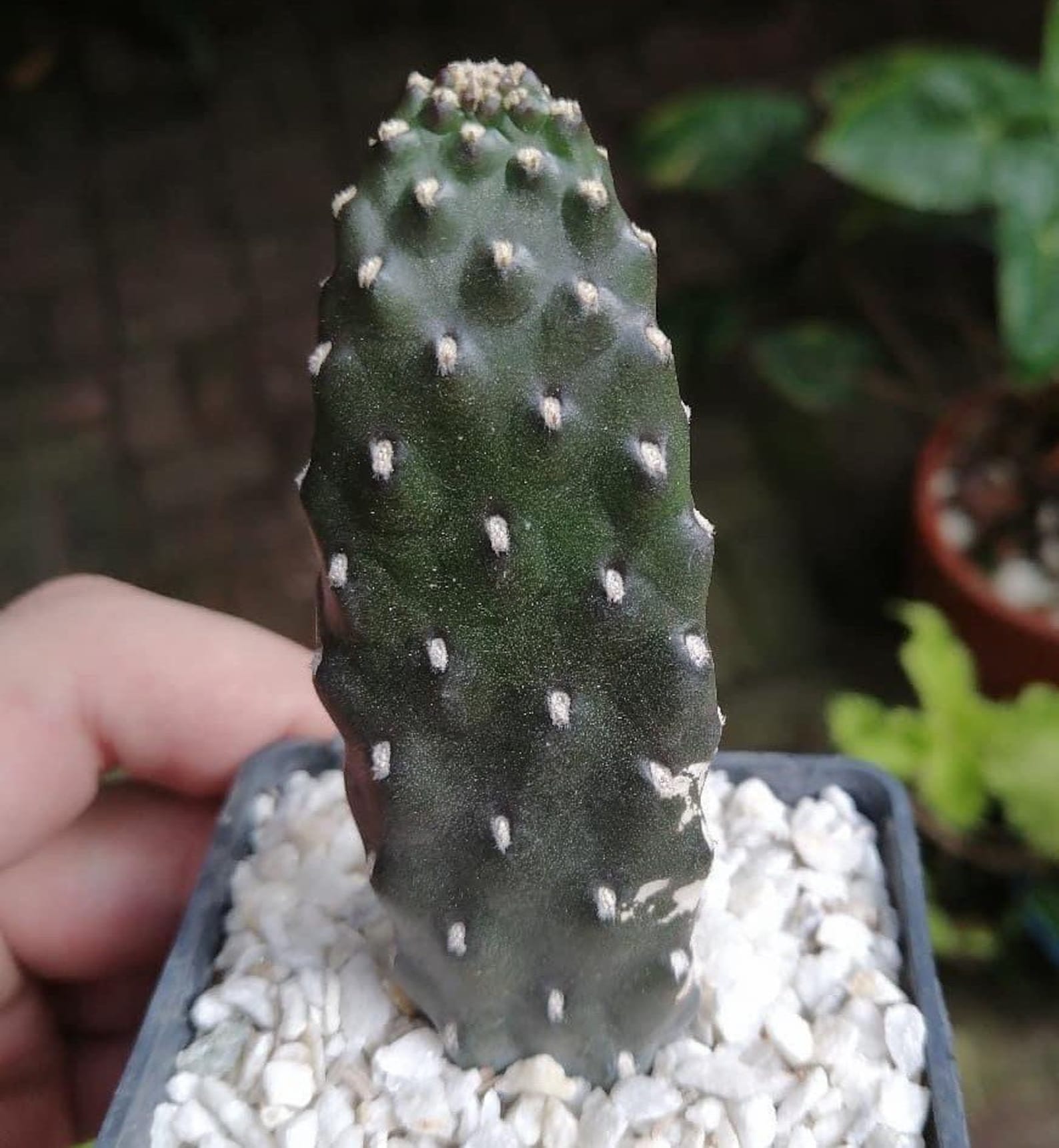 Road Kill Cactus Plant Indoor Outdoor Cactus Plant Etsy