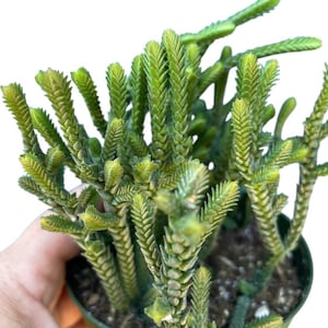 Giant Watch Chain, Princess Pine, Crassula Muscosa 'Watch Chain' Succulent Plant 2", 4" pots