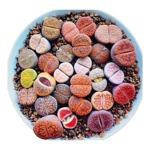 Living Stone Plants Lithop Rare Rooted Live Succulent Plant In 2" pot (only one plant)