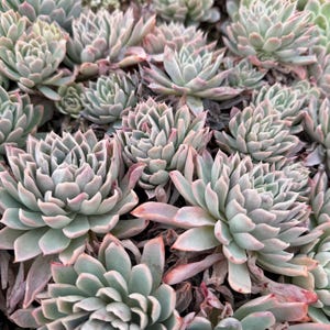 Echeveria Violet Queen Succulent Rooted Live Succulent Plant In 2”, 4”, 6” Pot