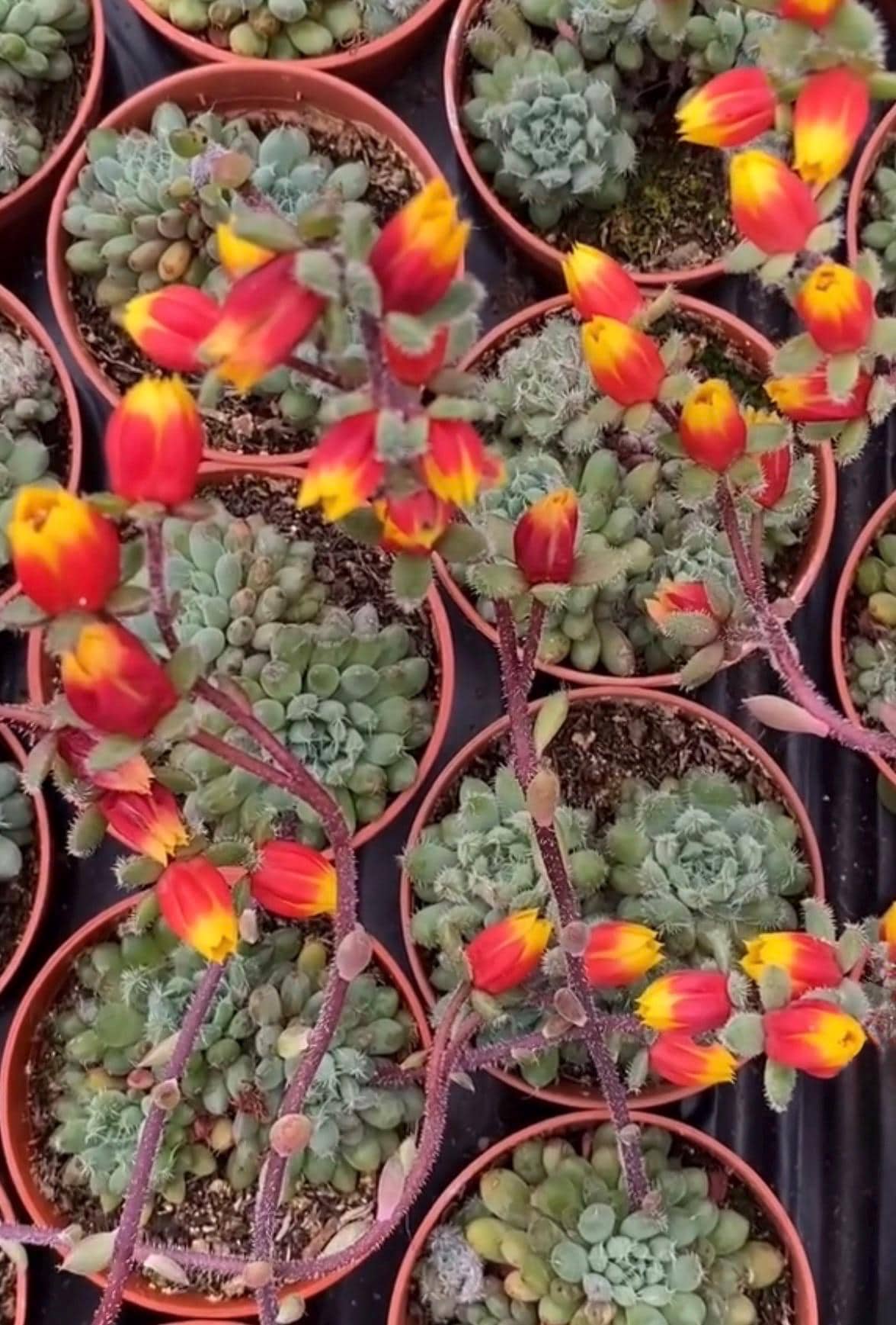 Echeveria Setosa Mexican Firecracker, Exotic Succulent, Fuzzy