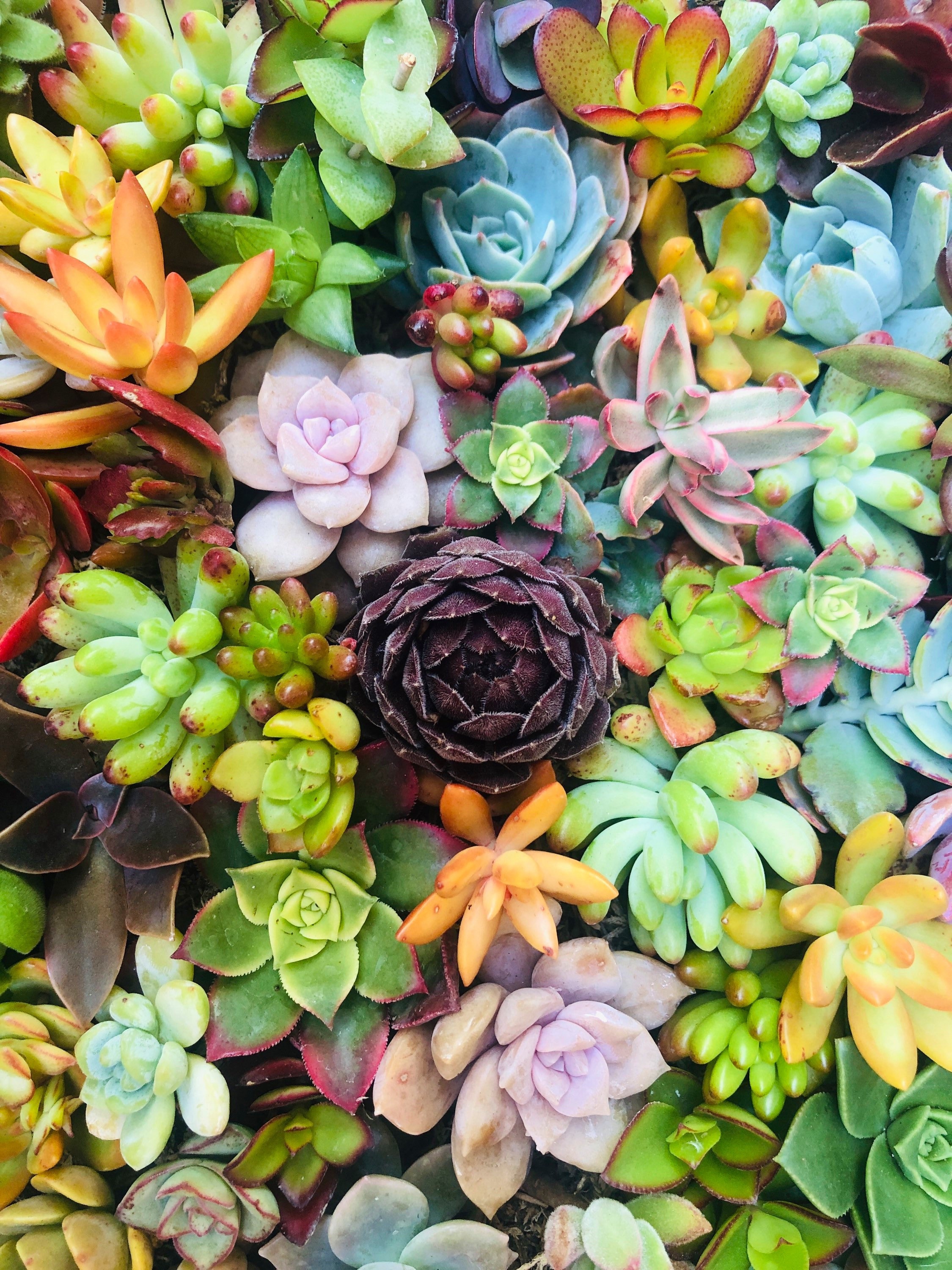 20 Colorful Succulent Cuttings