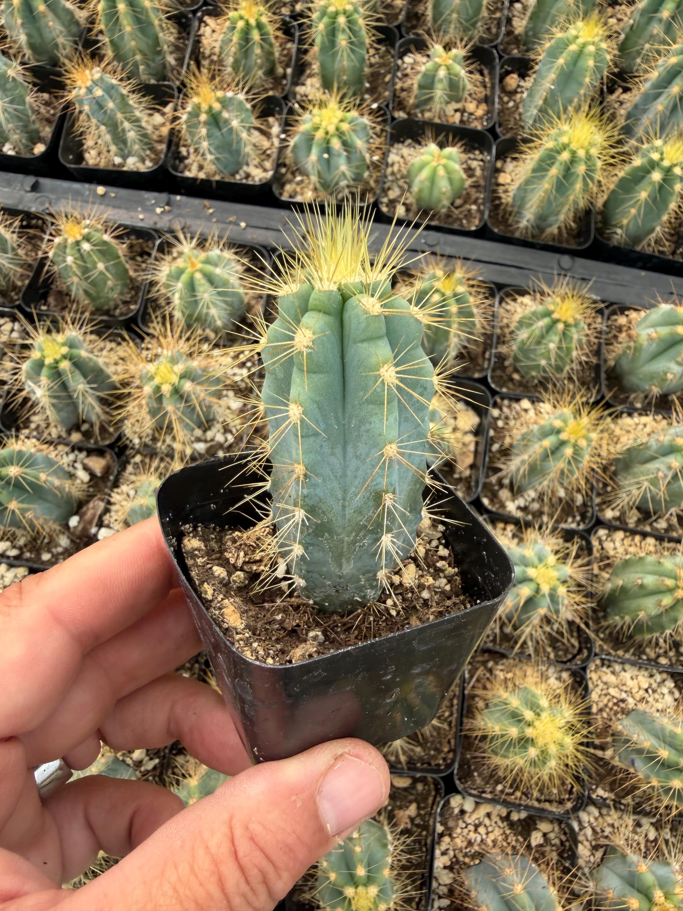 Pilosocereus Azureus: Stunning Blue Torch Cactus in Assorted Sizes