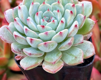 2" Echeveria Minima Succulent Plant 2" pot