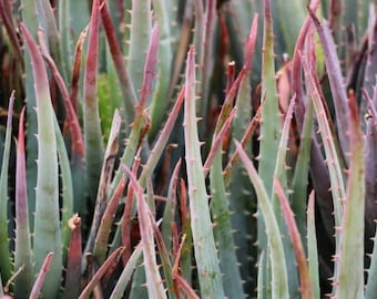 6" Aloe Blue Elf Succulent Plant  shown in a 6” pot