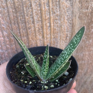 Gasteria Liputana \ Outdoor Plant Succulents Rooted 3” pot