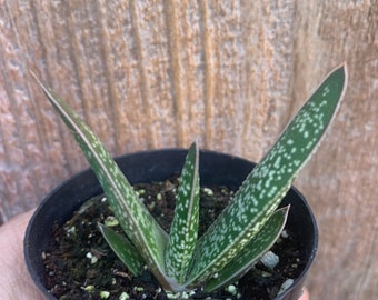 Gasteria Liputana Sp., Outdoor Plant Rooted Live Succulent Plant In 3” pot