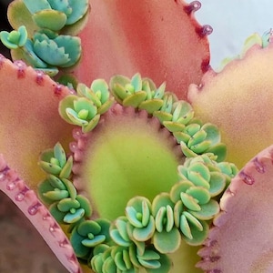May include: Close-up of a succulent plant with a vibrant color palette. The plant features large, pinkish-red leaves with a scalloped edge, surrounding a central green area. Small, light green plantlets are clustered around the edges.
