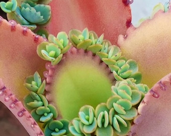 Mother of Thousands, Kalanchoe Daigremontiana Mexican Hat, Kalanchoe Succulent, Small Plant in 2”, 4”, 6" pot