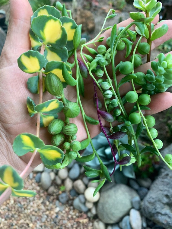 String Cuttings - Trailing Succulent Cuttings Set Of 8 Trailing Succulent Cuttings