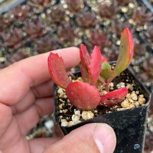 2 Kalanchoe longiflora Coccinea/ Tugela Cliff-kalanchoe live Succulent Plant 2 pot image 4