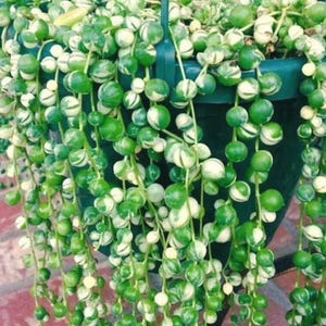 May include: A hanging basket overflowing with a String of Pearls plant. The plant features vibrant green, spherical leaves with white variegation. The leaves cascade downwards, creating a lush, textured appearance. The basket is a dark green color.