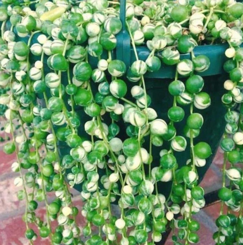 May include: A hanging basket overflowing with a String of Pearls plant. The plant features vibrant green, spherical leaves with white variegation. The leaves cascade downwards, creating a lush, textured appearance. The basket is a dark green color.