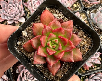 Sedeveria Letizia Rooted Live Succulent Plant In 2", 4", 6" Pot