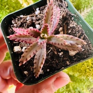 Kalanchoe Pink Butterfly, rare succulent, variegated succulent, live rooted plant in 2", 4" and 6" pot afbeelding 4