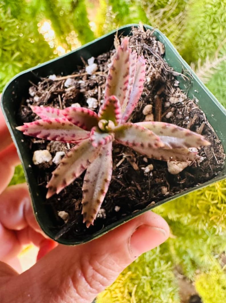 Kalanchoe Pink Butterfly, rare succulent, variegated succulent, live rooted plant in 2", 4" and 6" pot afbeelding 4