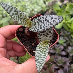 May include: A small potted plant with green and white spotted leaves. The plant is in a pink plastic pot.