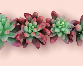 Sedum Aurora Jelly Beans Plant , 4 Rare Succulent Cuttings