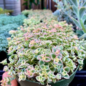 4&quot; full pots Sedum Little Missy  / green / white /pink Succulent Plant 4” pot