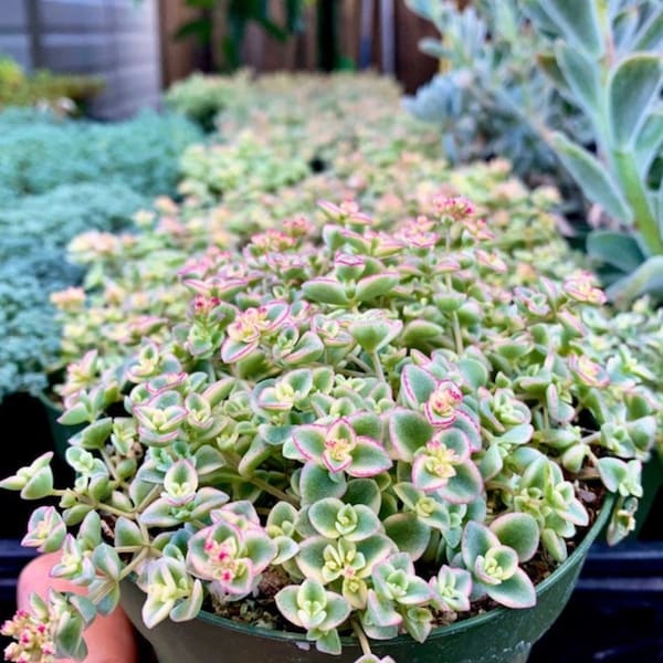 Little Missy Sedum Rooted Live Succulent Plant In 2", 4”, 6" Pot