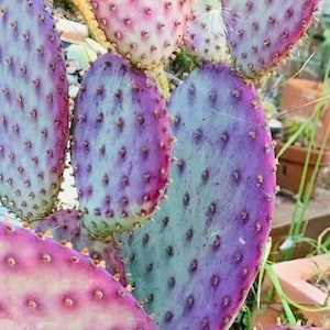 5” Santa Rita, Prickly Pear cactus, rare purple dwarf, Opuntia Violacea Basilaris, Prickly Pear, Amethyst Wave, Plant Succulents Rooted