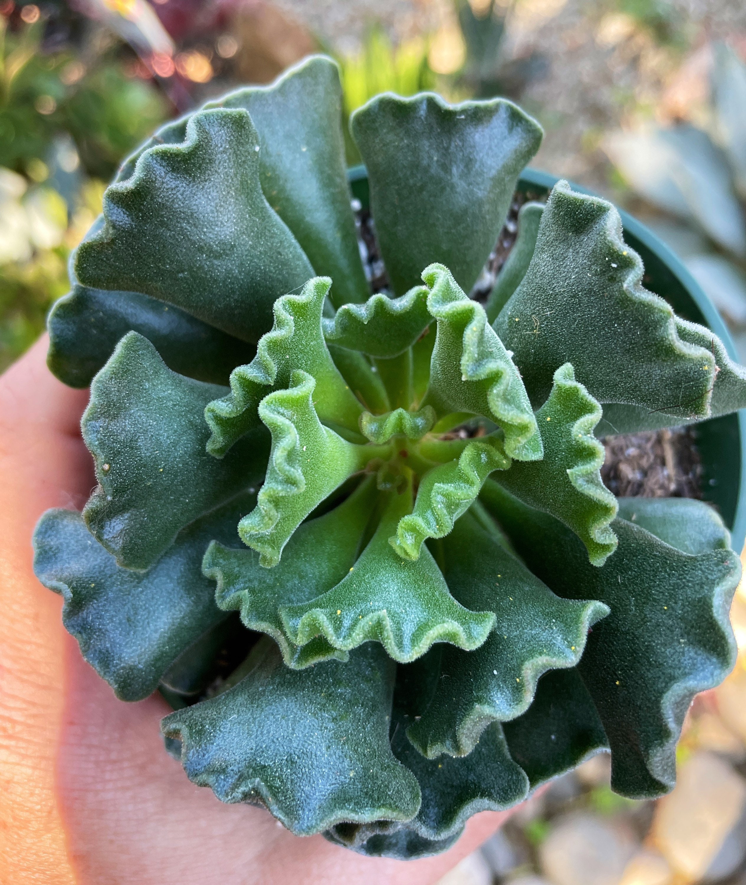 Rare Key Lime Pie Sucuculent - Adromischus Cristatus - Crinkle Leaf Succulent  Succulent 2", 4" Pot - Etsy