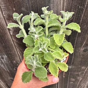 5&quot; Plectranthus Tomentosa - Vicks Plant