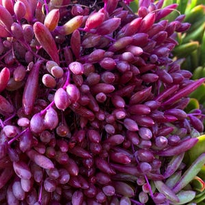 May include: Close-up of a succulent plant with vibrant purple, oval-shaped leaves and stems. The plant has a dense, cascading growth pattern, with some green and yellow leaves visible in the background. The image is well-lit, highlighting the plant's texture.