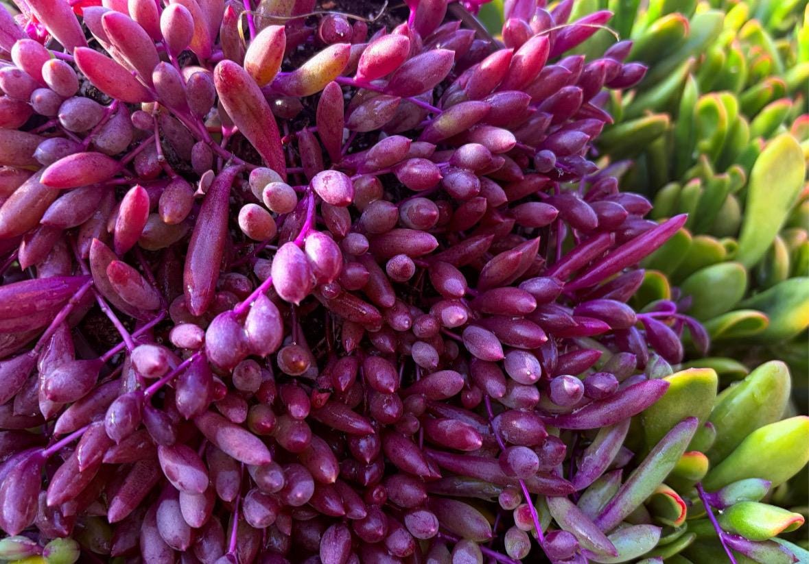 SucculentCreationz - Etsy