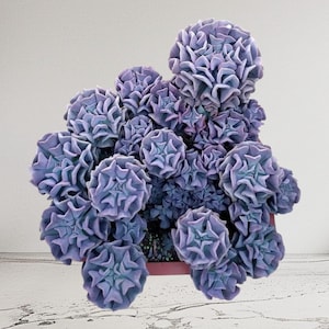 Echeveria Cubic Frost, Bottle tree, Misty Lilac Rooted Live, Succulent Plant in 2”, 4”, 6” Pot