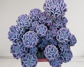 Echeveria Cubic Frost, Bottle tree, Misty Lilac Rooted Live, Succulent Plant in 2”, 4”, 6” Pot