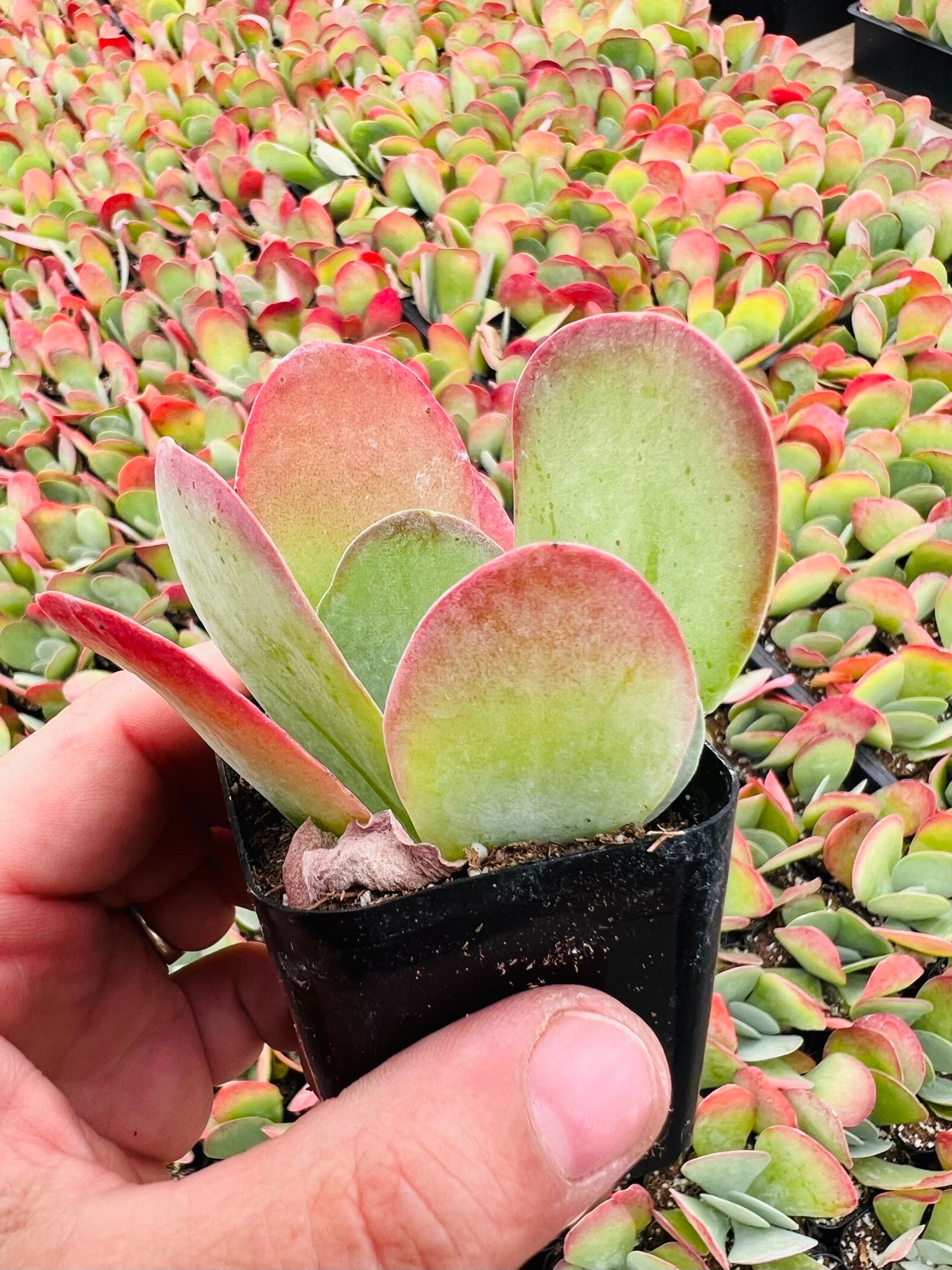 Paddle Plant, Flapjacks Red Pancakes Succulent Plant, Kalanchoe Thyrsiflora  'flapjacks' Plant in 2", 4'' & 6" Pot - Etsy