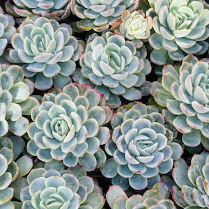 4” Echeveria Elegans Mexican Snowball Succulent measures 3-4 inches wide