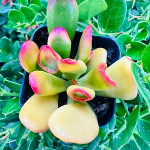 Crassula Ovata Tricolor 2”