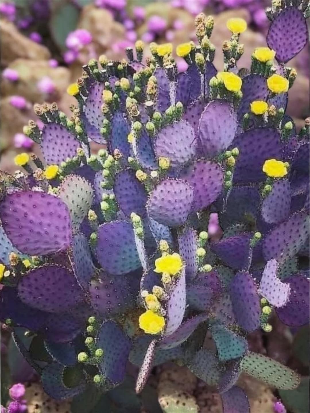 Santa Rita, Purple Prickly Pear Cactus, Rare Purple Dwarf, Opuntia Violacea  Basilaris, Rooted Live Succulent in 2", 4', 6" Pot and PADS - Etsy