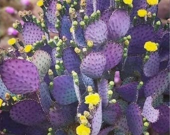 Santa Rita, Purple Prickly Pear cactus, rare purple dwarf, Opuntia Violacea Basilaris, Rooted Live Succulent In 2", 4', 6" Pot and PADS