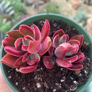 4" Echeveria Red Devotion Succulent Plant 4" pot - you will receive one similar to 2nd and 3rd Picture