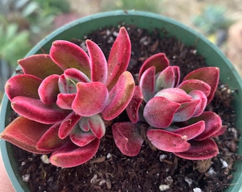 4" Echeveria Red Devotion Succulent Plant 4" pot - you will receive one similar to 2nd and 3rd Picture